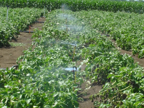 Nebulization is carried out using ramps and micro-sprinklers